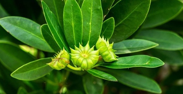 Việt Nam vừa xuất khẩu hơn 1.000 tấn hoa từ cây ‘bạc tỷ’: Thu về hơn 4 triệu USD, doanh nghiệp nào đóng góp lớn nhất? - Ảnh 1