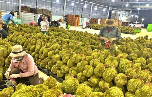 Sầu riêng Thái Lan đón tin không vui - Ảnh 1