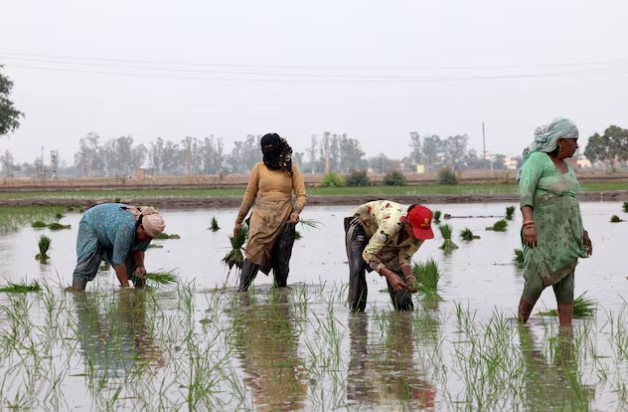 Vừa tuyên bố sẽ tự túc lương thực, khách ruột của gạo Việt lên kế hoạch đẩy mạnh xuất khẩu, 1 triệu tấn sẽ xuất đi những đâu? - Ảnh 1
