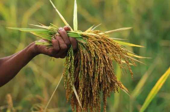 Sau Thái Lan, Việt Nam sắp đón thêm đối thủ gạo mới: Được hưởng ưu đãi thuế nhập khẩu 0%, là ông trùm đứng thứ 4 thế giới - Ảnh 1