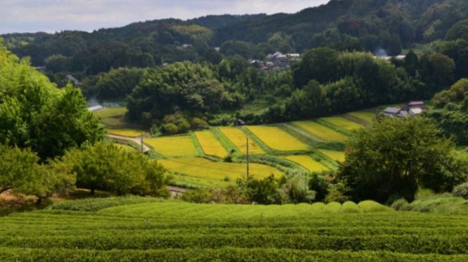 Buồn của nền kinh tế lớn thứ 4 thế giới: Matcha bùng nổ toàn cầu nhưng canh tác lại gặp khó, giá trà tăng đến 86% - Ảnh 1