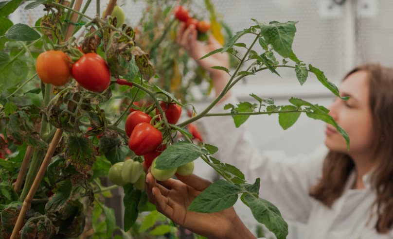 Phát minh của Anh gây rung chuyển ngành thực phẩm: Tạo ra giống cà chua mini năng suất gấp 5 lần truyền thống, có thể trồng 100 cây trên 1m2 - Ảnh 1