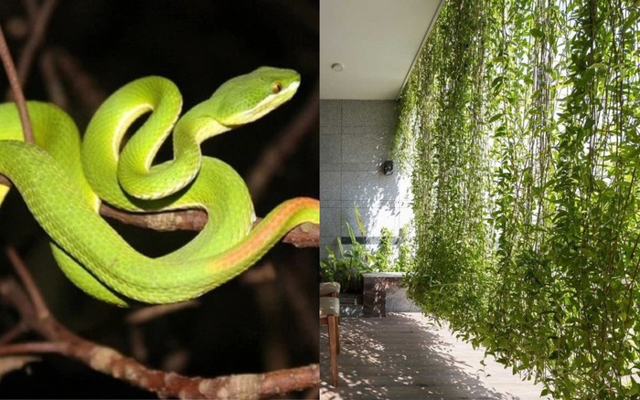 5 cây dụ rắn vào nhà - Ảnh 2
