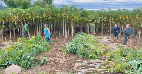 Không phải gạo hay sầu riêng, 'vàng dưới lòng đất' của Việt Nam được Trung Quốc săn lùng đến 94%: Giá xuất khẩu lao dốc mạnh, nước ta sản xuất 18 triệu tấn mỗi năm