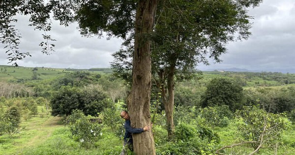 Loại gỗ quý được ví "đắt hơn vàng": Số cá thể ngoài tự nhiên ở Việt Nam chỉ còn đếm trên đầu ngón tay