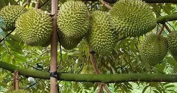 Sầu riêng Việt Nam thắng lớn tại Trung Quốc