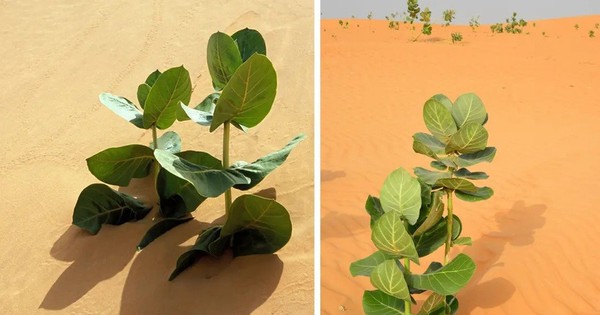 Trung Quốc biến sa mạc Gobi thành rừng cao su quân sự