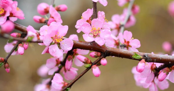 Thị trường chứng khoán Việt Nam thường diễn biến ra sao trong tháng 2?