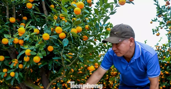 Quất 'khủng' giá hàng chục triệu đồng xuống phố đón Tết