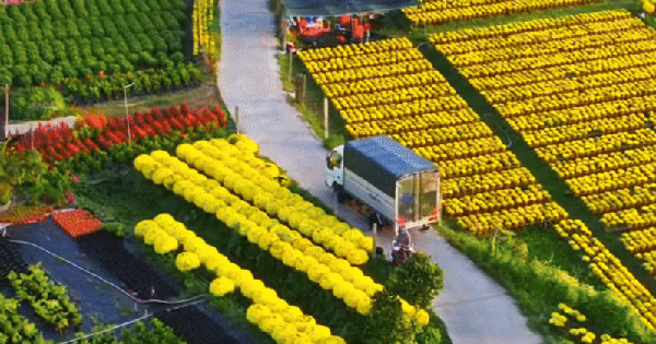 Làng hoa miền Tây đẹp nhất Việt Nam, cả nước sững sờ
