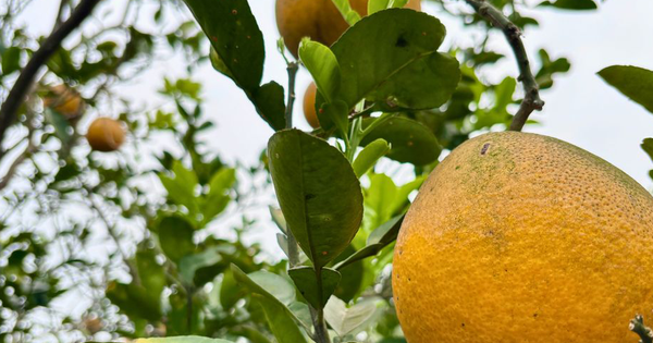 Vườn bưởi Diễn hối hả thu hoạch chuẩn bị Tết Nguyên đán