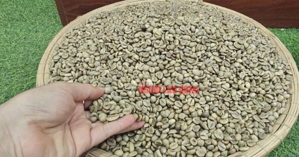 Giá cà phê hôm nay 4-2: Lao dốc khủng khiếp