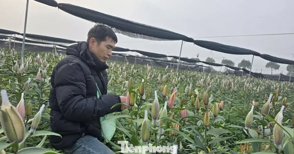 Cận Tết Bính Ngọ, nhà vườn Hà Nội 'nín thở' chờ hoa nở đúng dịp