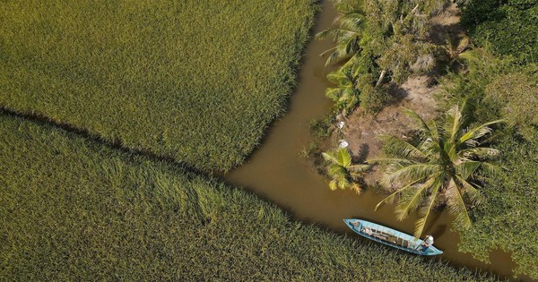 Chuyện lạ Cà Mau: Nuôi loài ‘thuỷ quái’ xanh biếc cùng với lúa, dân thu lãi kỷ lục chưa từng có