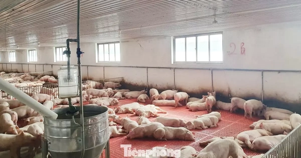 'Lâu lắm rồi người nuôi lợn mới có cái Tết vui như thế này'