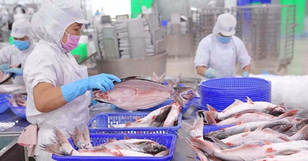 Vĩnh Hoàn báo lãi 245 tỷ đồng quý 4/2025, giảm 44% so với cùng kỳ, cổ phiếu kịch sàn