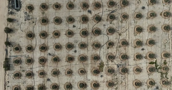 Iraq đang huấn luyện "vàng sa mạc" thành loại siêu chịu đựng