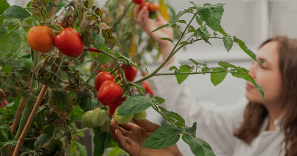 Phát minh của Anh gây rung chuyển ngành thực phẩm: Tạo ra giống cà chua mini năng suất gấp 5 lần truyền thống, có thể trồng 100 cây trên 1m2