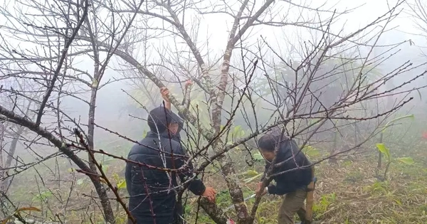 Đổ xô lên núi săn đào đá về bán Tết