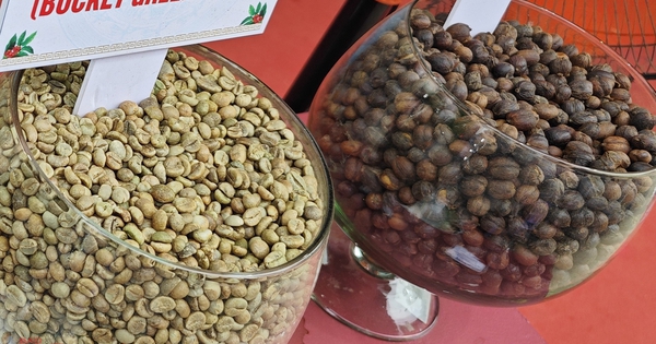 Giá cà phê hôm nay 7-2: Chốt tuần giảm mạnh