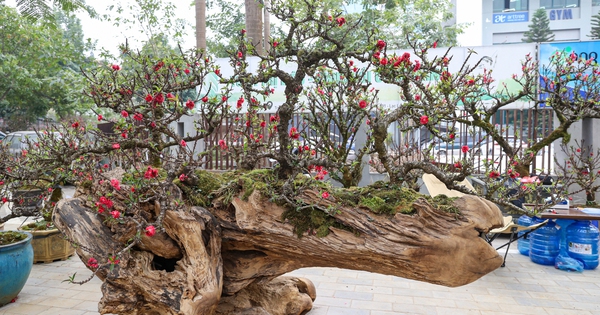 Độc lạ cặp đào thất thốn leo gỗ hoàng đàn giá gần 1 tỷ đồng