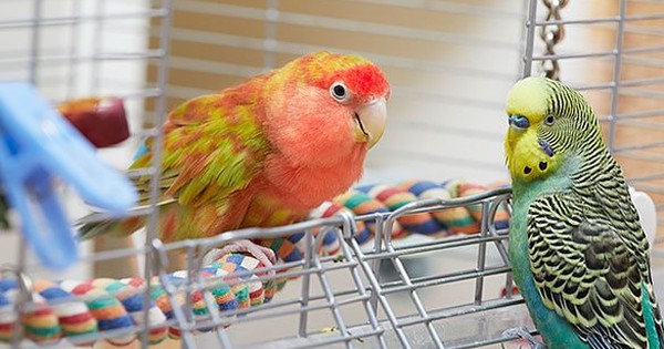 Campuchia cảnh báo