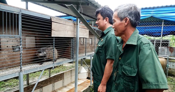 Vay 50 triệu nuôi 100 con vật hoang, tiền ăn 3.000 đồng/con/ngày, cựu chiến binh lãi đậm