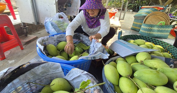 Xoài Tết quá mắc, người bán thấy giá cũng "sợ"