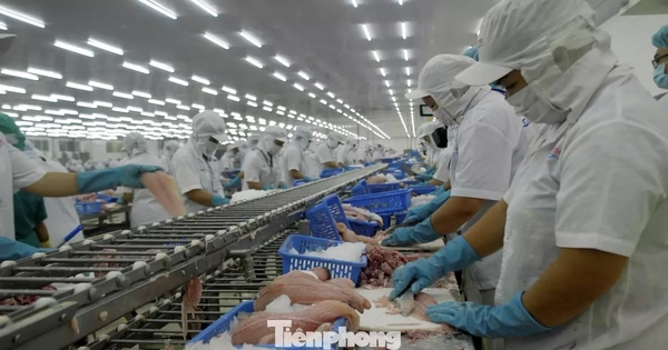 Xuất khẩu cá tra tăng mạnh