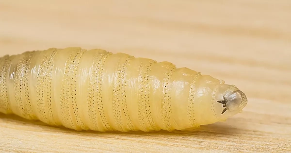 Ký sinh trùng ăn thịt người tái xuất gây báo động tại Mỹ