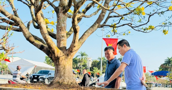 Ngắm cây mai được trả giá hơn 1 tỉ đồng, chủ nhân chưa muốn bán