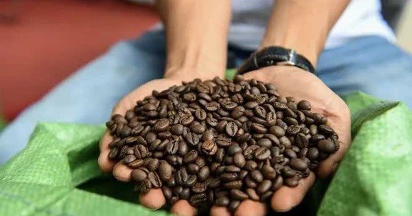 Giá cà phê lùi về vùng thấp nhất trong vòng 6 tháng