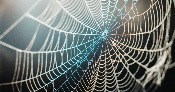 Vừa giải mã thành công bí mật siêu phàm "bền hơn áo chống đạn" của tơ nhện: Dậy sóng ngành hàng không