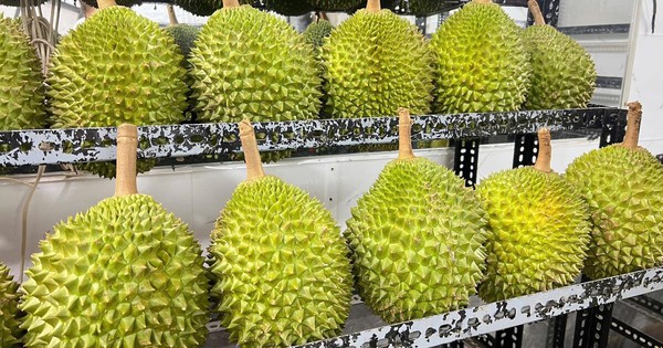 Sầu riêng tiền triệu 'cháy hàng' dịp Tết, Việt kiều về nước săn lùng đặc sản