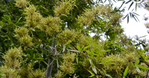 Một cây bạc tỷ của Việt Nam vừa lập kỷ lục xuất khẩu cao nhất lịch sử: Tổng thu hơn 300 triệu USD, doanh nghiệp nào đóng góp lớn nhất?