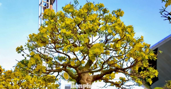 Mai vàng 500 triệu đồng xuống phố