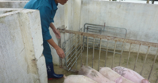 Giá heo hơi hôm nay, 11-2: Thịt heo ồ ạt về chợ, giá cả biến động bất ngờ