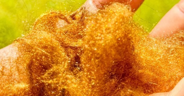 ‘Tơ vàng’ quý hiếm của đại dương tái xuất: Nhà khoa học Hàn Quốc hồi sinh thành công vật liệu xa xỉ giữ ánh kim hàng nghìn năm