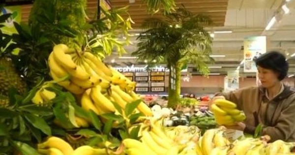 Chuối Tiến Vua khan hiếm do thời tiết, sản lượng giảm mạnh