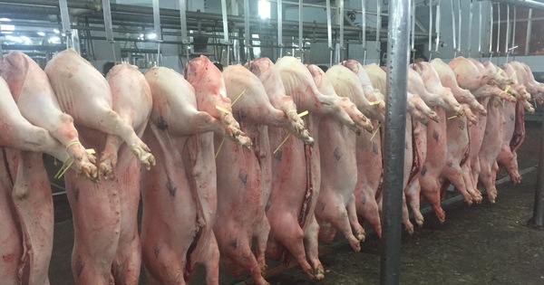 Giá heo hơi hôm nay, 13-2: Diễn biến lạ tại chợ đầu mối