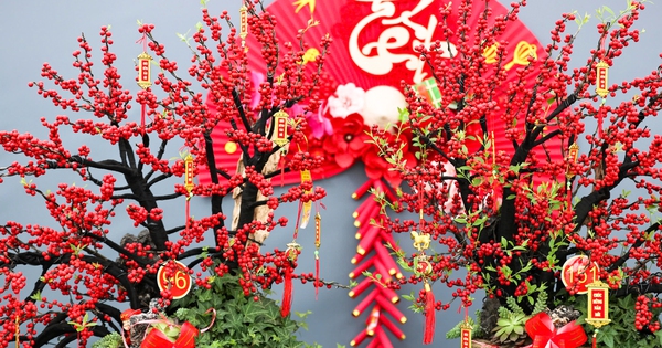 Đào đông khoe sắc đỏ rực đón Tết, giá lên đến vài trăm triệu đồng