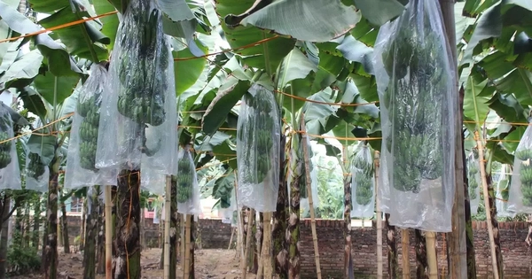 Chuối tiêu vào vụ Tết, buồng đẹp có giá tiền triệu