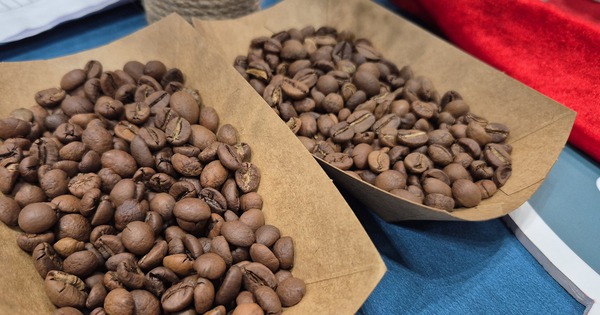 Giá cà phê hôm nay 14-2: Chốt tuần tăng tiếp