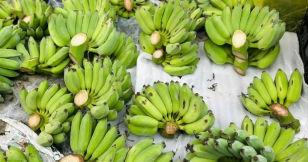 'Cháy hàng' chuối xanh lộc tài 700.000/nải