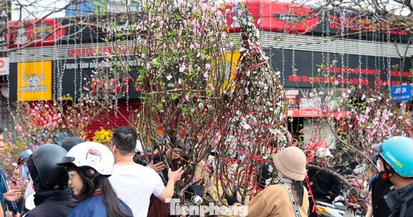 Đào, quất giảm giá sập sàn ngày 29 Tết