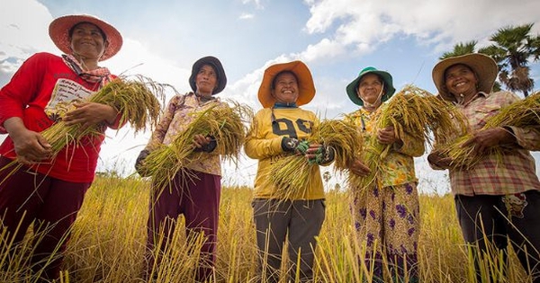 Một mặt hàng 300.000 tấn của Campuchia nhận tin vui lớn từ Việt Nam