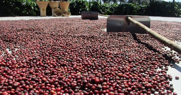 Giá cà phê hôm nay 17-2: Tăng giảm ra sao trong ngày mùng 1 Tết?