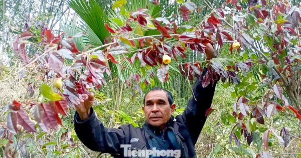 Vào rừng hái chè hoa vàng kiếm bộn tiền