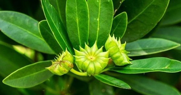 Việt Nam vừa xuất khẩu hơn 1.000 tấn hoa từ cây ‘bạc tỷ’: Thu về hơn 4 triệu USD, doanh nghiệp nào đóng góp lớn nhất?