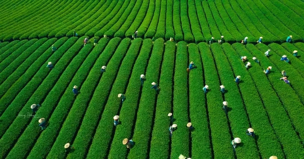 Mê mẩn đồi chè Mộc Châu mùa xuân